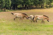 NP Bayerischer Wald_Przewalski-Pferd_d8b0043